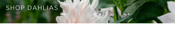 Shop dahlias > 