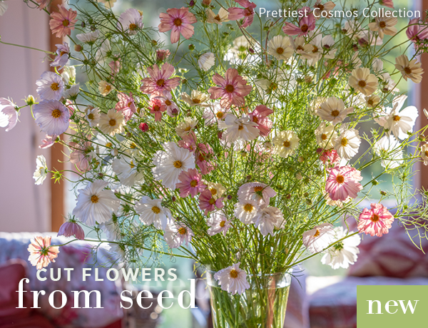 Cut flowers from seed. New - Prettiest Cosmos Collection.