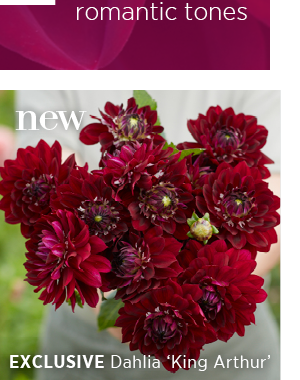 New. Exclusive Dahlia 'King Arthur'. 