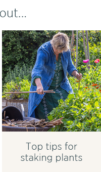 Top tips for staking plants 