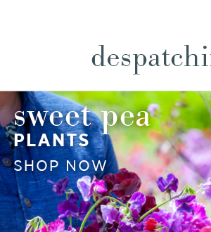 Despatching soon...Sweet pea plants. Shop Now >