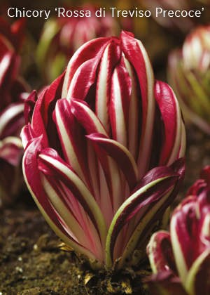 Chicory 'Rossa di Treviso Precoce'.