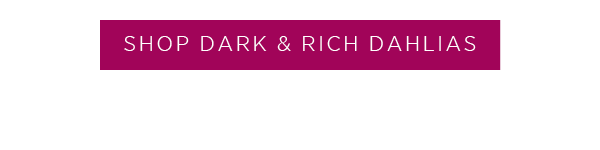 Shop dark & rich dahlias >