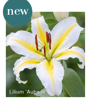 New - Lilium 'Aubade' 