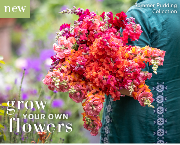 New - Summer Pudding Collection. Grow your own flowers. 
