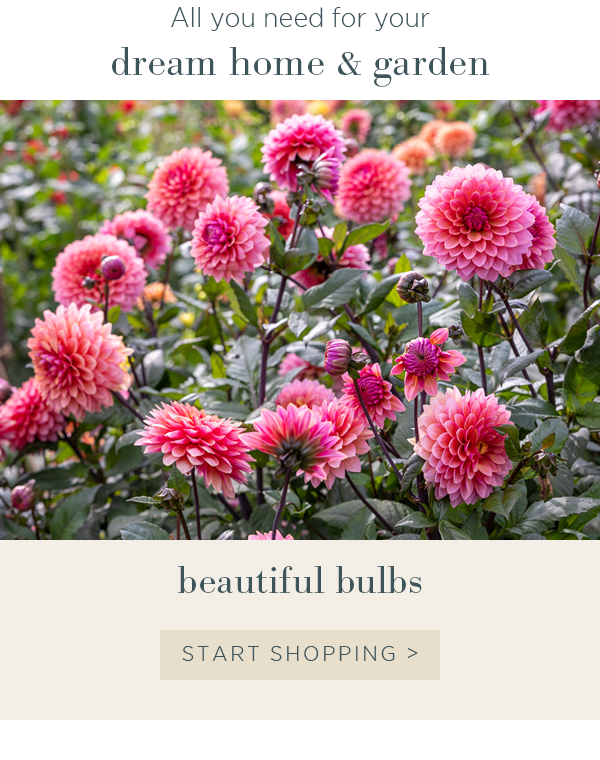 All you need for your dream home and garden. Beautiful bulbs >