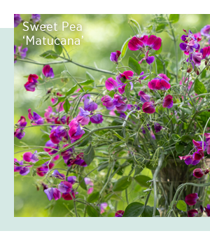 Sweet Pea 'Matucana'