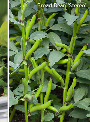 Broad Bean 'Stereo' 