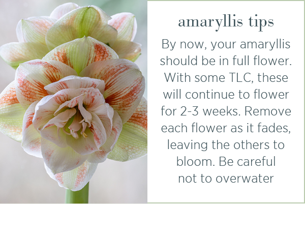 Amaryllis tips. By now, your amaryllis should be in full flower. With some TLC, these will continue to flower for 2-3 weeks. Remove each flower as it fades, leaving the others to bloom. Be careful not to overwater. 