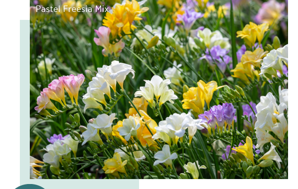 Pastel Freesia Mix 