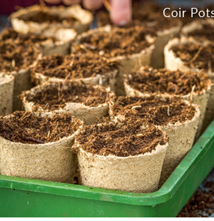 Coir pots. 