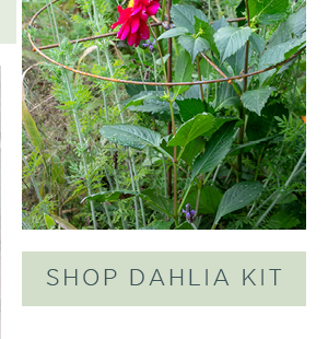 Shop dahlia kit >