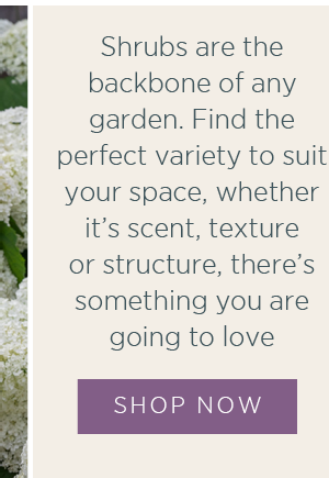 Shrubs are the backbones of any garden. Find the perfect variety to suit your space, whether it's scent, texture or structure, there's something you are going to love. Shop Now >