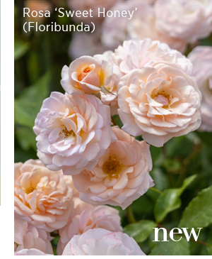 New - Rosa 'Sweet Honey' (Floribunda) 