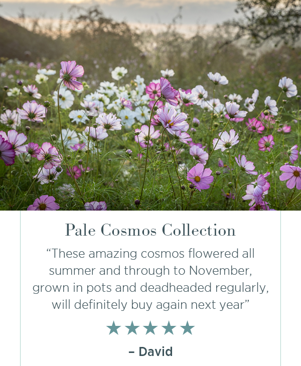 Pale cosmos collection. "These amazing cosmos flowered all summer and through to November, grown in pots and deadhead regularly, will definitely buy again next year." ☆☆☆☆☆. - David. 
