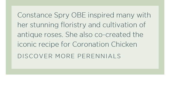 Constance Spry OBE inspired many with her stunning floristry and cultivation of antique roses. She also co-created the iconic recipe for Coronation Chicken. Discover more perennials >