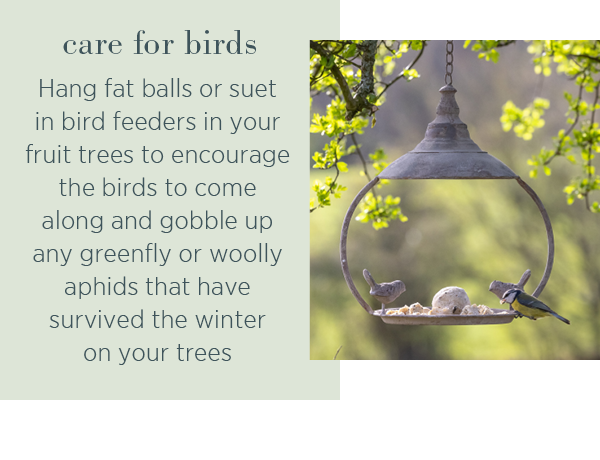 Care for birds. Hang fat balls or suet in bird feeders in your fruit trees to encourage the birds to come along and gobble up any greenfly or woolly aphids that have survived the winter on your trees. 