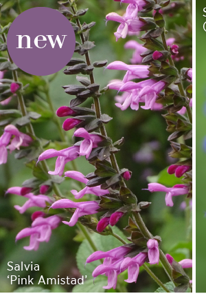 New. Salvia 'Pink Amistad' 