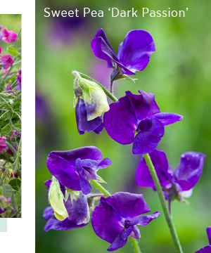 Sweet Pea 'Dark Passion'
