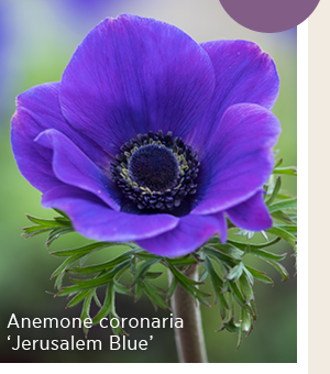 Anemone coronaria 'Jerusalem Blue'