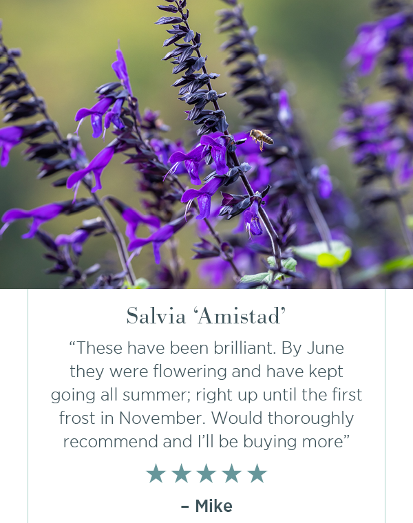 Salvia 'Amistad'. "These have been brilliant. By June they were flowering and have kept going all summer; right up until the first frost in November. Would thoroughly recommend and I'll be buying more" ☆☆☆☆☆. - there.