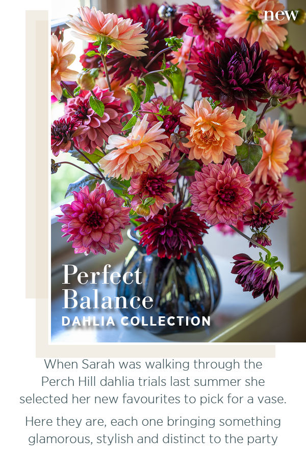 New - Perfect Balance Dahlia Collection. When Sarah was walking through the Perch Hill dahlia trials las summer she selected her new favourites to pick for a vase. Here they are, each one bringing something glamorous, stylish and distinct to the party. 