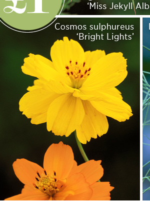 Cosmos sulphureus 'Bright Lights' 