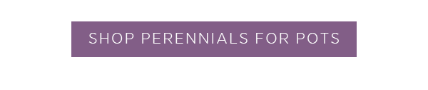 Shop perennials for pots >