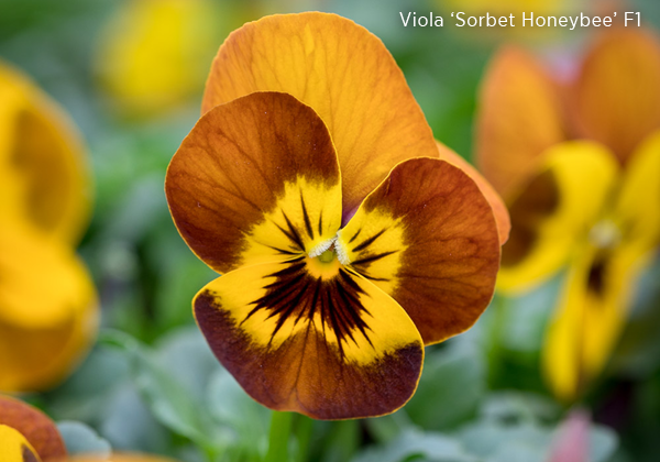 Viola 'Sorbet Honeybee' F1