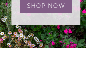 Shop Now >