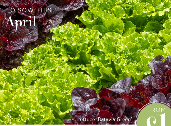 To sow this April. From £1. Lettuce 'Batavia Green' 