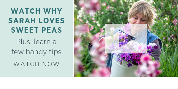 Watch why Sarah Loves Sweet Peas - Plus, learn a few handy tips. Watch Now >