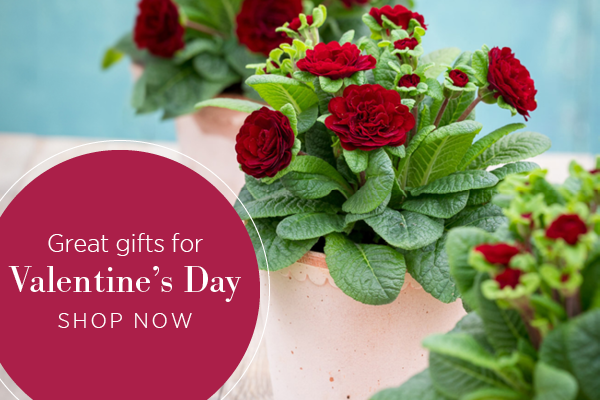 Discover great gifts for Valentine's Day now all with next day delivery. Shop Now >
