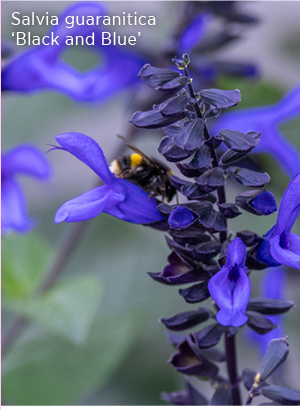 Salvia guaranitica 'Black and Blue'. 