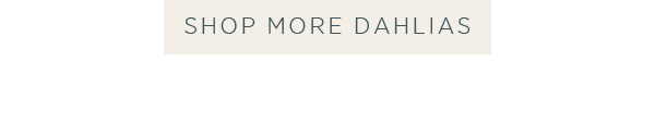 Shop More Dahlias > 