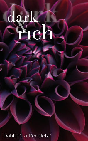 Dark & rich. Dahlia 'La Recoleta'. 