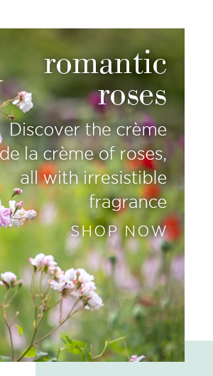 Romantic Roses - Discover the crème de la crème of roses, all with irresistible fragrance. Shop Now >