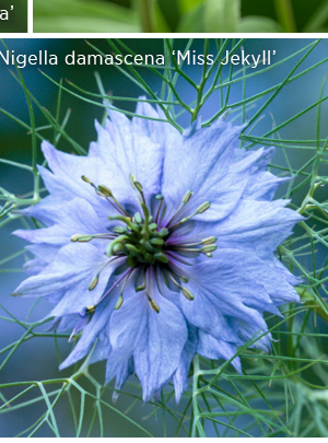 Nigella damascena 'Miss Jekyll' 