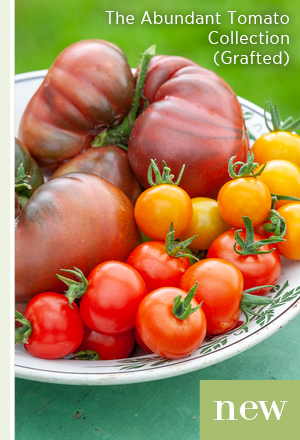 New - The abundant tomato collection (grafted).