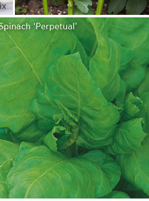Spinach 'Perpetual' 