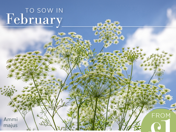 To sow in February. Ammi majus. 