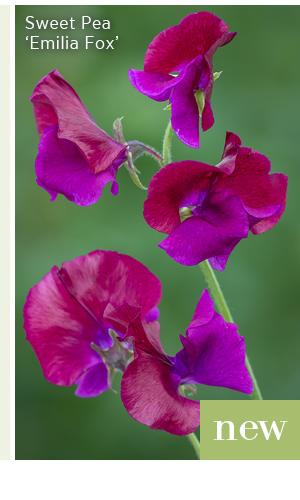 New - Sweet Pea 'Emilia Fox'. 