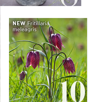 10. New Fritillaria meleagris 