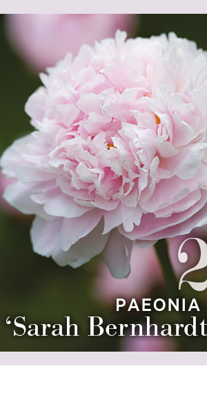 2. Paeonia 'Sarah Bernhardt' 