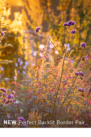 New - Perfect backlit border pair. 