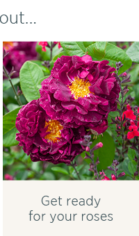 Get ready for your roses. 