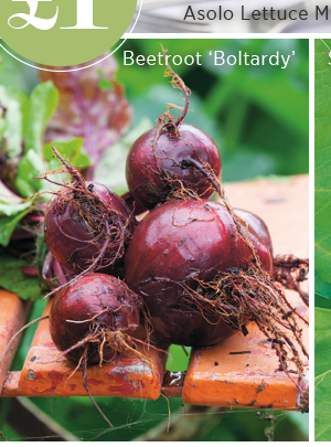 Beetroot 'Boltardy' 