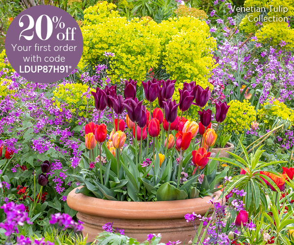 Venetian Tulip Collection. 20% off your first order with code LDUP87H91*. 