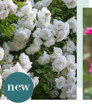 New - Rosa 'Iceberg' (Floribunda)