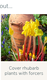 Cover rhubarb plants with forcers 